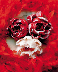 Art Photograph, Rob Severijnen, Kaarsbloem - Candle Flower